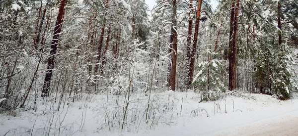 Snow Covered Country Road Evergreen Pine Forest Sunset Dramatic Sky — Stock Photo, Image