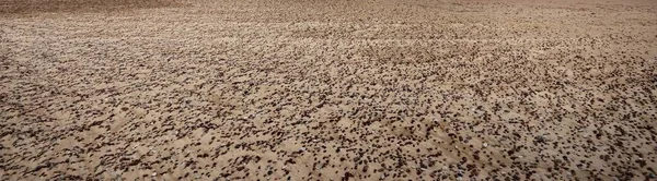 Песчаная Текстура Крупным Планом Берег Балтийского Моря Пляж Природа Окружающая — стоковое фото