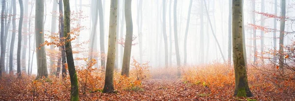 Gizemli kayın ormanlarındaki panoramik yol manzarası. Yoğun sabah sisi. Kırmızı ve turuncu yapraklar. Lorraine, Fransa. Karanlık atmosferik sonbahar manzarası. Ekoloji, çevre, doğa, mevsimler