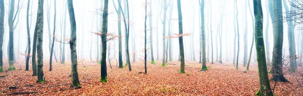 Kalın bir siste gizemli altın kayın ormanı. Güçlü ağaçlar. Kırmızı ve turuncu yapraklar. Lorraine, Fransa. Atmosferik sonbahar manzarası. Resimli panoramik manzara. Ekoloji, çevre, doğa