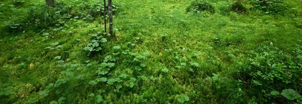 翡翠绿色森林苔藓蕨类植物特写芬兰北部的林地 宁静的风景 生态系统 环境保护主题 — 图库照片