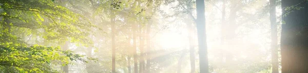 Panoramic View Majestic Green Deciduous Pine Forest Morning Fog Tree — Stock Photo, Image