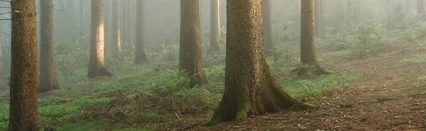 Panoramaudsigt Den Majestætiske Stedsegrønne Skov Morgentåge Mægtige Fyrretræsilhuetter Atmosfærisk Drømmeagtig - Stock-foto