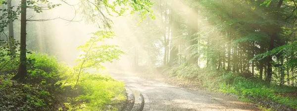 Sabah sisli, görkemli yeşil yaprak döküntüsü ve çam ormanının panoramik manzarası. Ağaç siluetleri. Güneş ışınları, saf güneş ışığı. Atmosferik rüya gibi yaz manzarası. Doğa, ekoloji, fantezi, masal