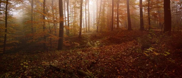 Тропа Тоннель Величественном Буковом Лесу Закате Могучие Деревья Таинственный Золотой — стоковое фото