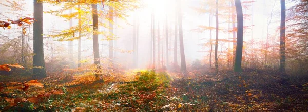 苔むした丘の上にカラフルなブナの木 ログを閉じる 赤とオレンジの葉の森の床 妖精の秋の風景 木の幹を通して純粋な朝の日差し ドイツのハイデルベルク — ストック写真