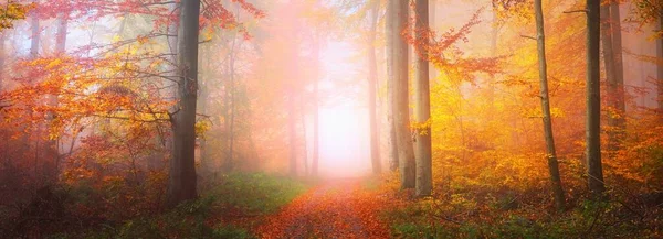 Pathway Golden Mossy Beech Trees Forest Floor Red Orange Leaves — Stock Photo, Image