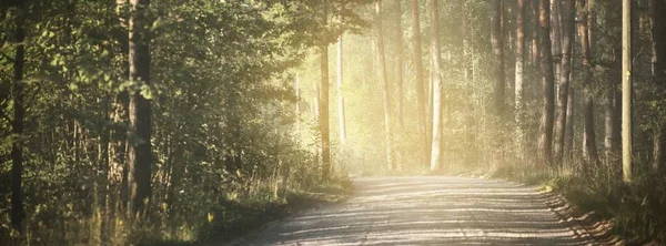 Gammal Grusväg Genom Vintergrön Tallskog Dimma Vid Solnedgången Skuggor Marken — Stockfoto