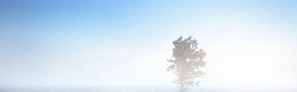 Lonely Maple Tree Clouds Morning Fog Sunrise Latvia Dark Silhouette — Fotografia de Stock