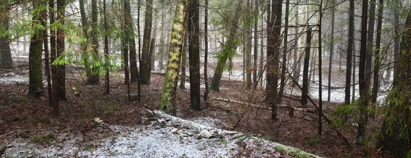 白い霧の中で若い緑のモミ 常緑の松や苔むした白樺の木 森の中で最初の雪 フィンランド ツリーログを閉じる 大気の風景 気候変動 環境保全 — ストック写真