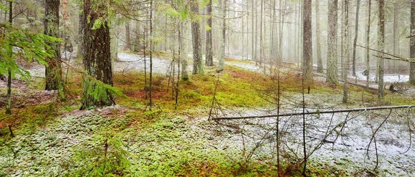 Polku Läpi Majesteetillisen Pohjoisen Ikivihreän Metsän Kukkuloiden Kultaiset Lehdet Mahtavat — kuvapankkivalokuva