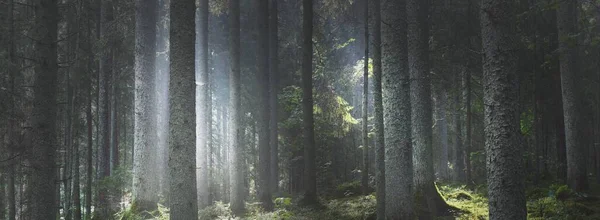 Majestätisk Vintergrön Skog Vid Soluppgången Mäktiga Tallar Mossa Gröna Växter — Stockfoto