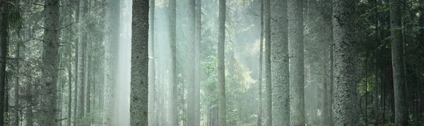 霧の中で雄大な常緑樹林 力強い松やトウヒの木のシルエットをクローズアップ 大気中の夢のような風景 柔らかい光だ ファンタジー おとぎ話 グラフィックリソース パノラマビュー — ストック写真