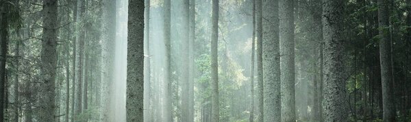 Majestic evergreen forest in a fog. Mighty pine and spruce tree silhouettes close-up. Atmospheric dreamlike landscape. Soft light. Nature, fantasy, fairytale. Graphic resources, panoramic view