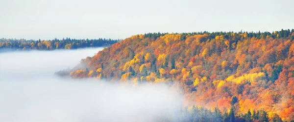 Breathtaking Aerial View Colorful Red Orange Yellow Trees Mixed Coniferous — Stock Photo, Image