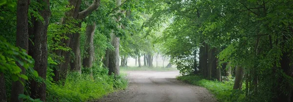 Buio Vicolo Misterioso Vuoto Strada Rurale Corsia Singola Attraverso Verdi — Foto Stock