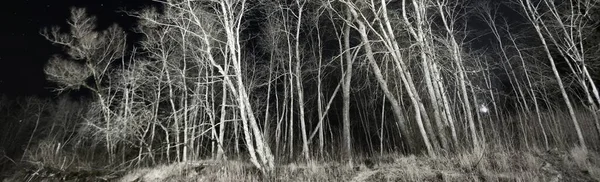 可怕的森林在夜晚 发光的物体在背后 明亮的蓝天 巨大的树木被月光照亮了 黑暗的大气景观 Ufo概念 — 图库照片