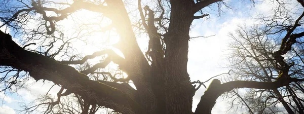 Güçlü Yosunlu Meşe Ağacının Açık Mavi Gökyüzüne Karşı Yapraksız Alçak — Stok fotoğraf