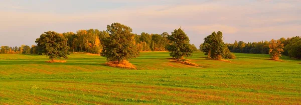 Campo Agrícola Verde Bosque Atardecer Tractor Rastrea Cerca Escena Rural —  Fotos de Stock