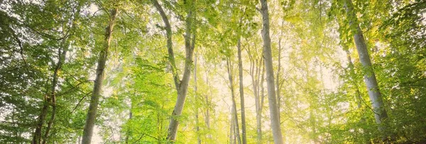 Güçlü yeşil kayın ağaçları, eski ağaç gövdeleri. Sonbaharın başında. Güneş ışığı. Karanlık atmosferik manzara. Saf doğa, ekoloji, çevre, eko turizm