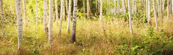 Malebná Scenérie Zlatého Břízového Lesa Jasného Slunečného Dne Počátkem Podzimu — Stock fotografie