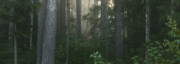 Pittoreska Landskap Den Mörka Mystiska Vintergröna Skogen Morgondimma Vid Soluppgången — Stockfoto