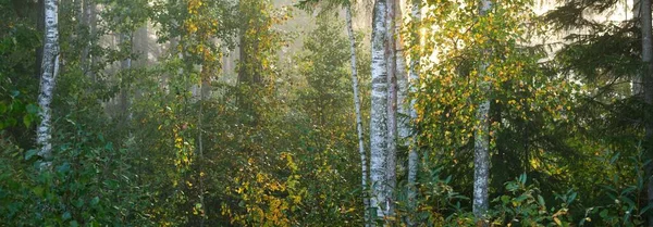 Majestueus Bos Een Mist Machtige Bomen Kleurrijke Bladeren Mos Varens — Stockfoto