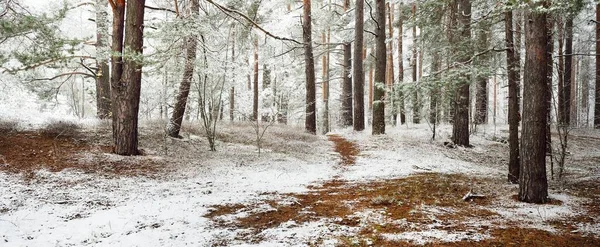 Sonsuz yeşil ormanın tepelerinde sisli bir yol. Güçlü çam ağaçları, ladin, köknar ağaçları ilk kar ile kaplı. Kış başlangıcı. Atmosferik manzara. Ekoloji, İskandinav yürüyüşü, doğa, mevsimler