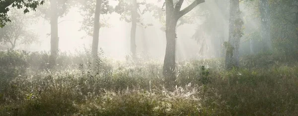 Живописный Пейзаж Тёмного Леса Таинственном Тумане Рассвете Солнечные Лучи Сквозь — стоковое фото