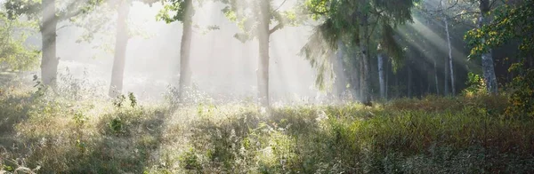 日の出の神秘的な霧の中で暗い森の絵の風景 古い強大なオーク 白樺の木を介して太陽の光線 牧歌的な田園風景 秋の季節 コンセプトアート エコツーリズム — ストック写真