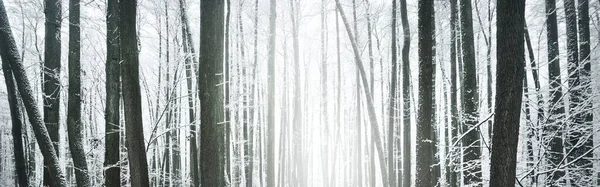 暴风雪过后的森林里乱糟糟的第一场雪白霜中的树 冬天的仙境季节 环境保护 单色图像 大气景观 — 图库照片