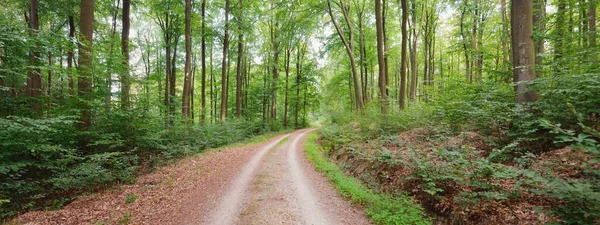 Camino Rural Sendero Través Las Colinas Bosque Hayas Oscuras Árboles —  Fotos de Stock