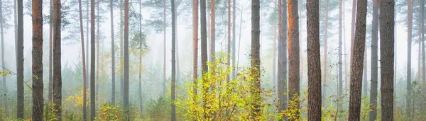 Sis içindeki görkemli yeşil orman. Güçlü ağaçlar, yeşil ve altın bitkiler. Panoramik manzara. Saf doğa, ekoloji, sonbahar, eko-turizm, çevre koruma