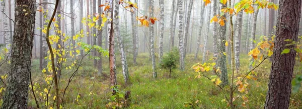 Atmosférická Krajina Věčně Zeleného Lesa Mlze Mocné Stromy Ekologie Podzim — Stock fotografie