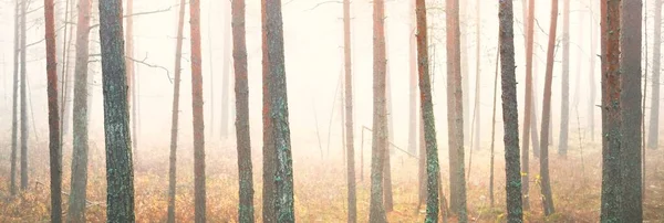 Majestoso Pinhal Perene Misterioso Uma Névoa Luz Solar Suave Paisagem — Fotografia de Stock