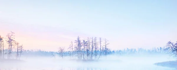 Immergrüner Wald Moor Dichten Geheimnisvollen Nebel Bei Sonnenaufgang Lettland Sanftes — Stockfoto