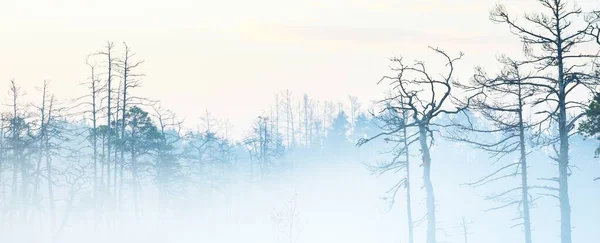 Evergreen Forest Bog Thick Mysterious Fog Sunrise Latvia Soft Sunlight — Stock Photo, Image