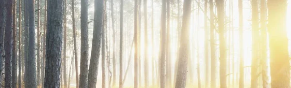 Panoramic View Majestic Forest Park Fog Soft Light Idyllic Landscape — Stock Photo, Image