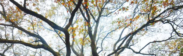 Могутнє Дубове Дерево Різнокольоровими Листям Ранковому Тумані Гілки Крупним Планом — стокове фото