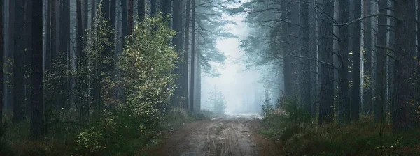 Ścieżka Przez Ciemny Mistyczny Las Sosnowy Naturalny Tunel Wysoka Sylwetka — Zdjęcie stockowe
