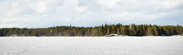얼어붙은 호수와 소나무 극적으로 몰아치는 겨울의 생태학 생태관광 스러운 — 스톡 사진
