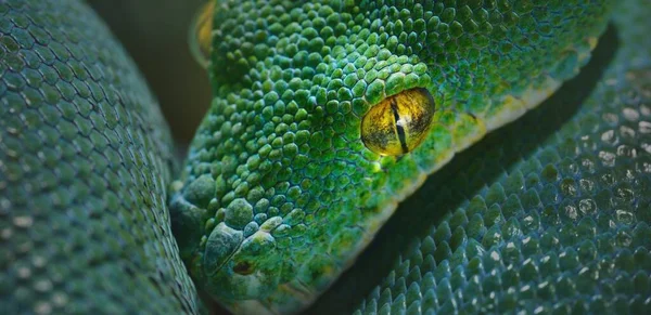 緑の木のPythonモレリアのヴィリディスのクローズアップ エストニアのタリン動物園 肖像画 環境保全 野生生物 動物学 遺伝学のテーマ — ストック写真