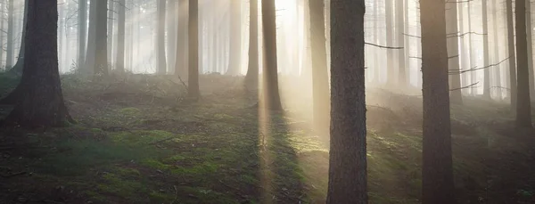 朝の霧の中で雄大な常緑樹林のパノラマビュー 強大な松の木のシルエット 大気の夢のような夏の風景 太陽光線 神秘的な黄金の光 ファンタジー おとぎ話 — ストック写真