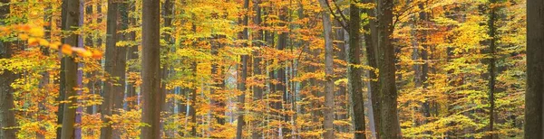 Renkli kayın ağaçları, ağaç gövdeleri, yakın plan. Idyllic sonbahar manzarası. Yeşil, kırmızı, turuncu ve sarı yapraklar. Doğal desen. Çevre koruma teması. Heidelberg, Almanya