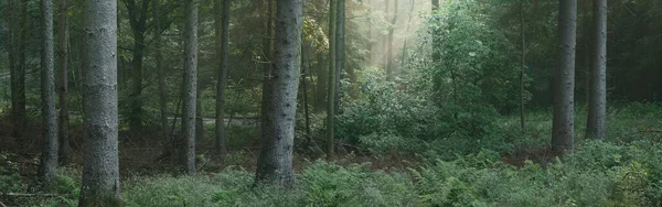 Sabahları sisli, görkemli ve yemyeşil ormanın panoramik manzarası. Güçlü çam ağacı siluetleri. Atmosferik rüya gibi yaz manzarası. Güneş ışınları, gizemli altın ışık. Doğa, fantezi, peri masalı