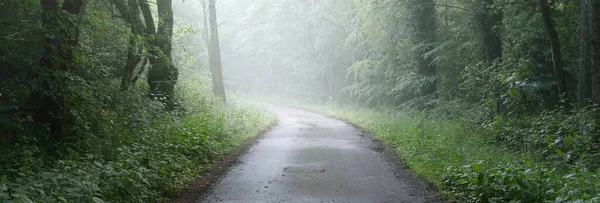 Görkemli bir ormandaki yol. Doğal tünel. Güçlü ağaç siluetleri. Sis, güneş ışığı, yumuşak güneş ışığı. Atmosferik rüya gibi yaz manzarası. Saf doğa, ekoloji, fantezi, masal