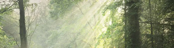 Sabah sisli, görkemli yeşil yaprak döküntüsü ve çam ormanının panoramik manzarası. Ağaç siluetleri. Güneş ışınları, saf güneş ışığı. Atmosferik rüya gibi yaz manzarası. Doğa, ekoloji, fantezi, masal