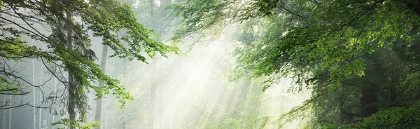 Majestuoso Bosque Verde Caducifolio Poderosas Siluetas Árboles Niebla Rayos Sol —  Fotos de Stock