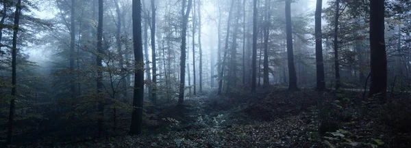 夕阳西下 雄伟的山毛榉林中的小路 参天大树神秘的蓝光 黑暗的风景如画 流浪欲念 哥特式 童话概念 — 图库照片