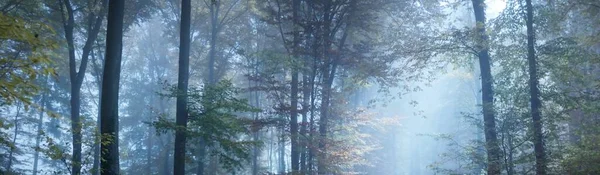 Camino Túnel Majestuoso Bosque Hayas Atardecer Árboles Poderosos Luz Azul —  Fotos de Stock